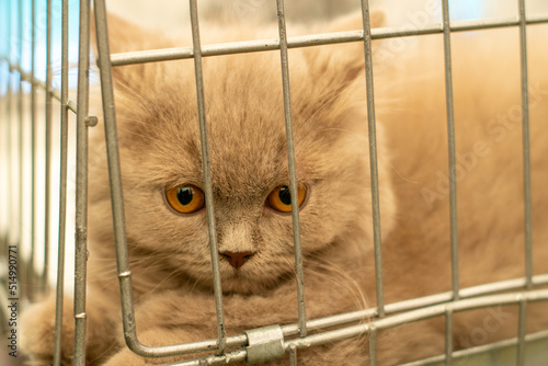Wallpaper Mural Cat meowing in a cage at cat competiton Torontodigital.ca