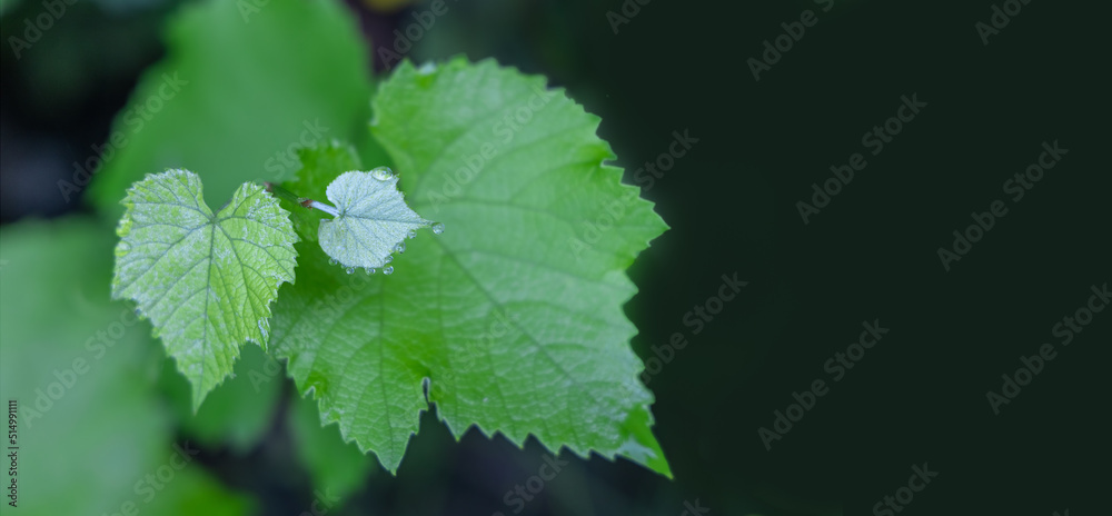 Green grape leaves with dew drops on dark background. Green foliage as an ecological concept. Green grape leaves with dew drops on dark background. Green foliage as an ecological concept.
