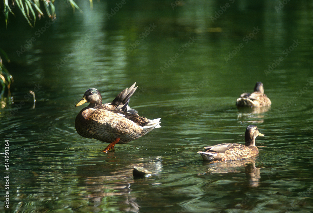 Canard colvert,. Anas platyrhynchos, Mallard