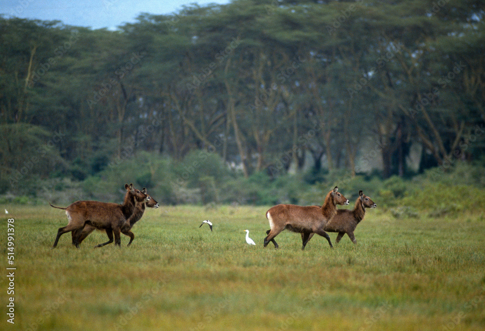Cobe à croissant , Waterbuck, Kobus ellipsiprymnus, Parc national de Nakuru, Kenya Cobe à croissant , Waterbuck, Kobus ellipsiprymnus, Parc national de Nakuru, Kenya