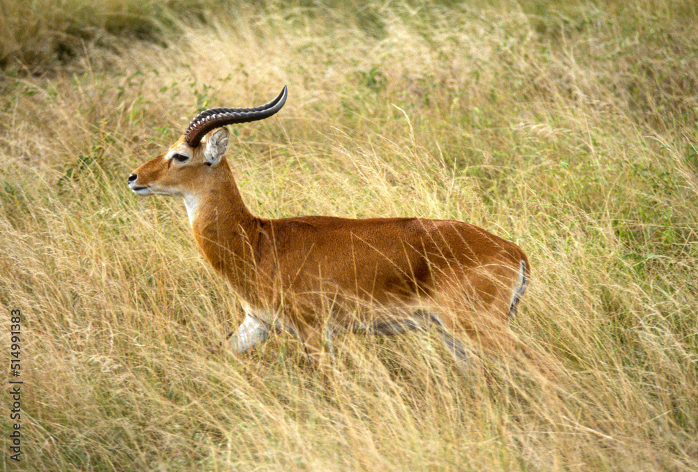 Fototapeta premium Cobe de Buffon, Kobus kob, Parc national de la Rwindi, République Démocratique du Congo