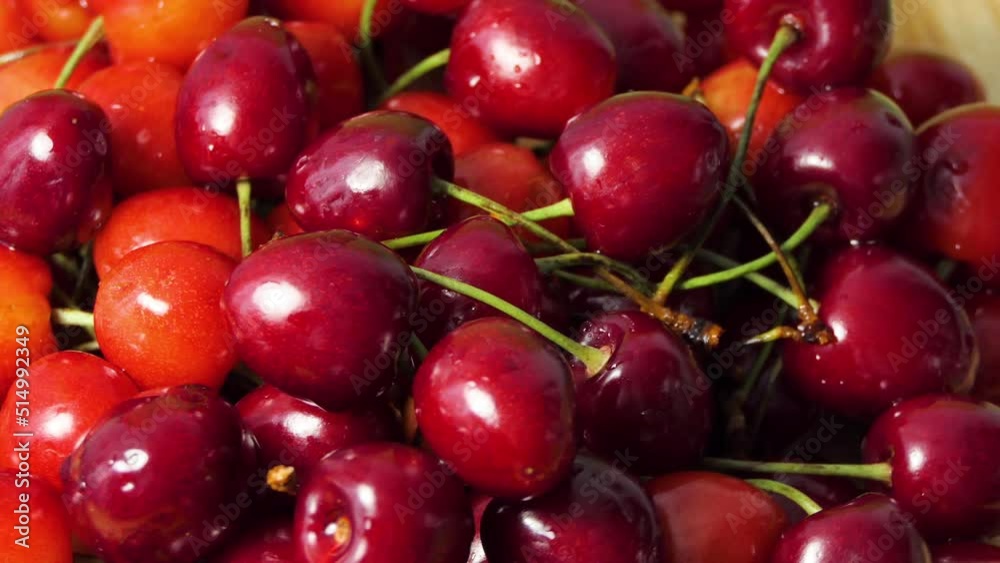 Fresh juicy wet red cherry rotation. Bird-cherry berries. Loop motion Fresh juicy wet red cherry rotation. Bird-cherry berries. Loop motion
