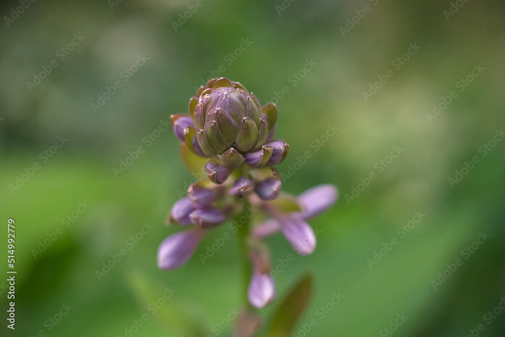 Close up photo of small pink flower Close up photo of small pink flower