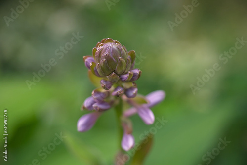 Close up photo of small pink flower