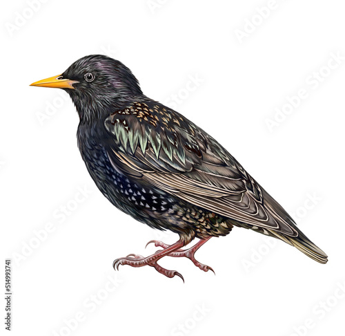 Starling (Sturnus vulgaris) photo