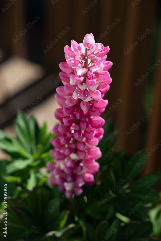 Fototapeta premium pink and purple flowers