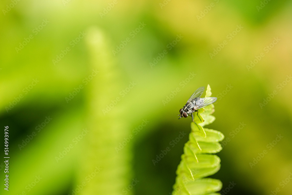 A fly perched on a leaf in a beautiful bright green A fly perched on a leaf in a beautiful bright green