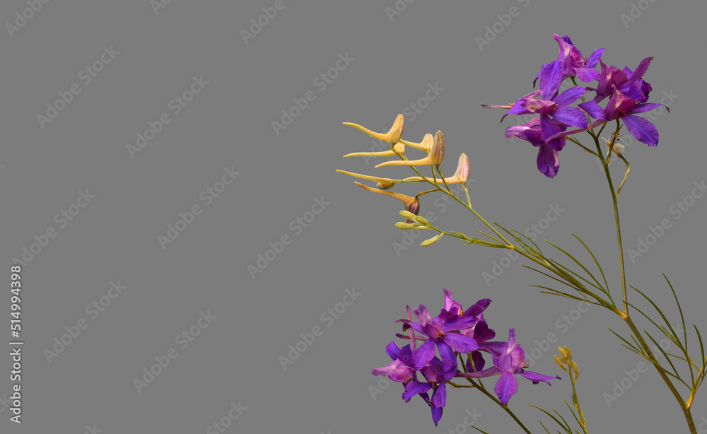 Floral border with meadow wildflowers isolated on grey background for flower design or blooms for decoration.