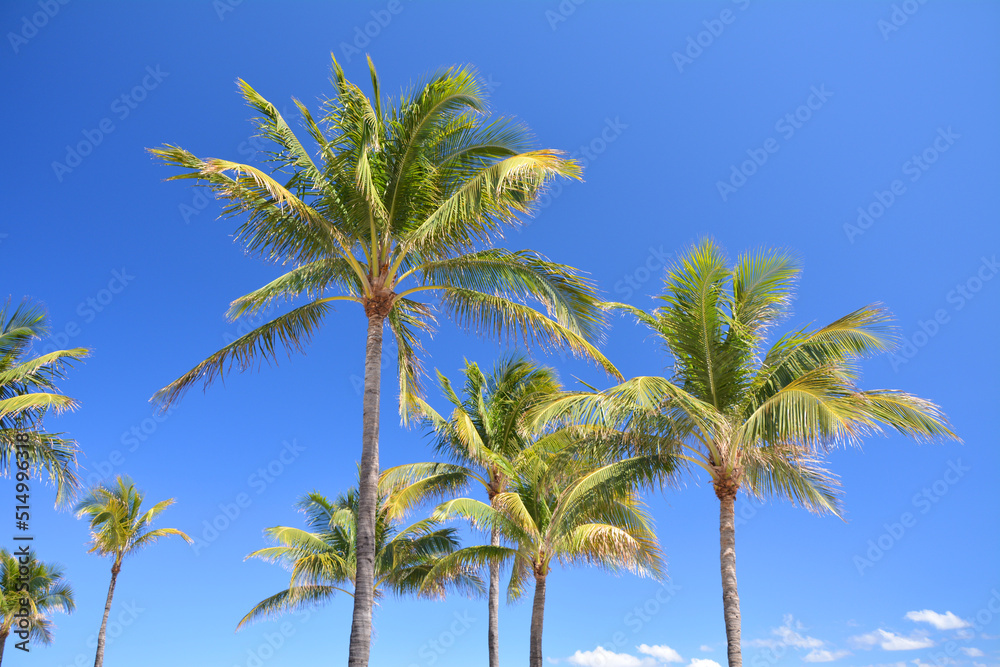 Palm trees and blue sky in South Beach, Miami Beach in Florida