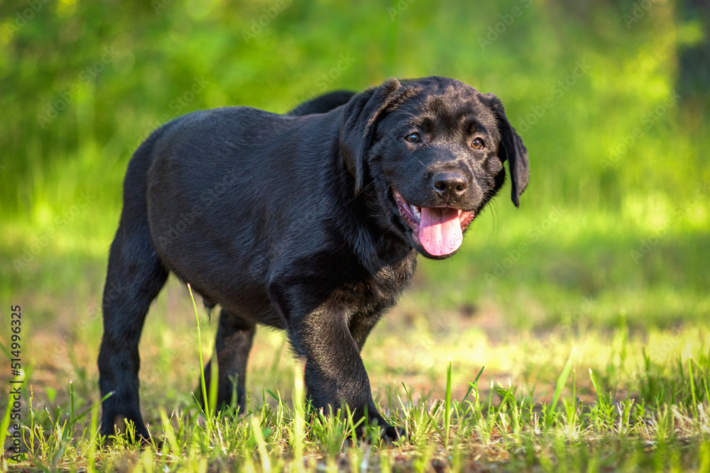 black labrador retriever puppy black labrador retriever puppy