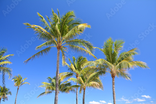 Palm trees and blue sky in South Beach, Miami Beach in Florida