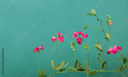 Wild flowers background with border of meadow flowers wildflowers and plants isolated on green background.