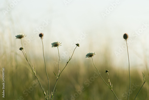 White wildflowers against the sky. Close-up
