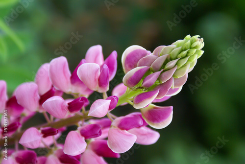 Pink Lupine flower close-up with a spider in the inflorescence