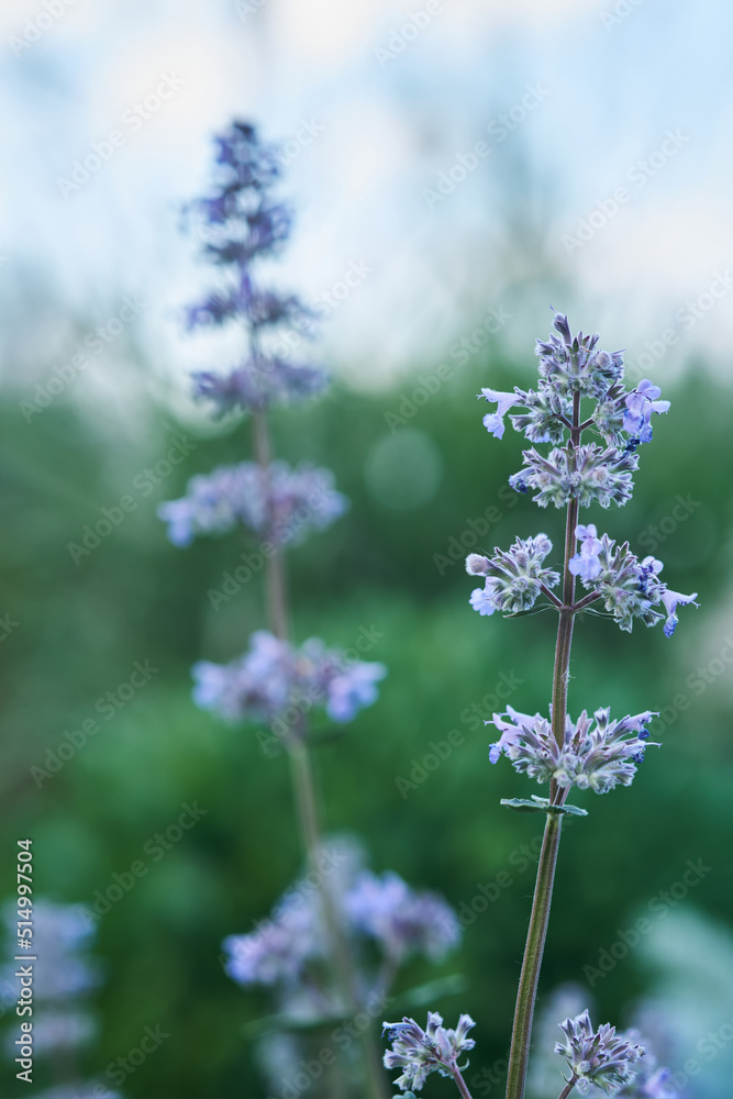 Naklejka premium Blooming purple basil flowers in natural conditions in nature.