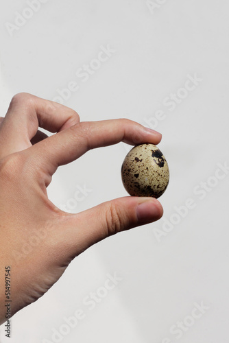 quail eggs in hand