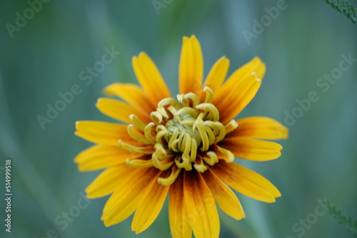 yellow red flowers rudbeckia flower buds macro photography