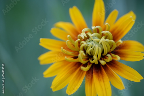 yellow red flowers rudbeckia flower buds macro photography