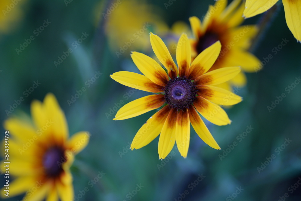 Obraz premium yellow red flowers rudbeckia flower buds macro photography