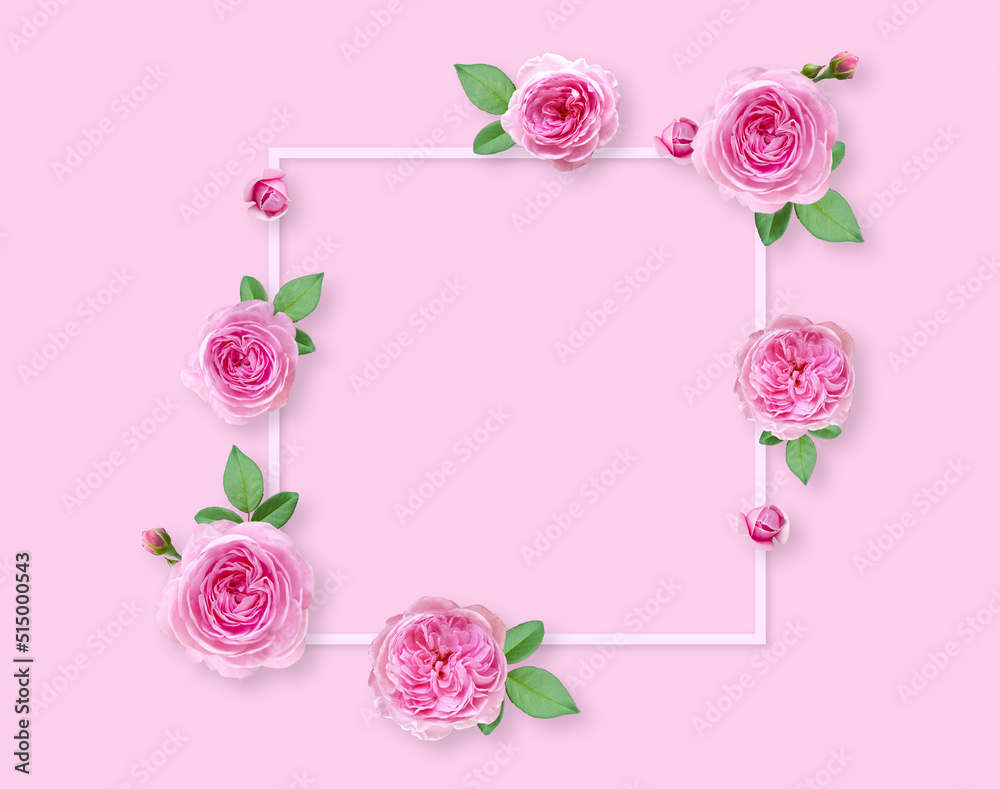 Rose flowers on white background with copy space for design, text. Top view of pink roses