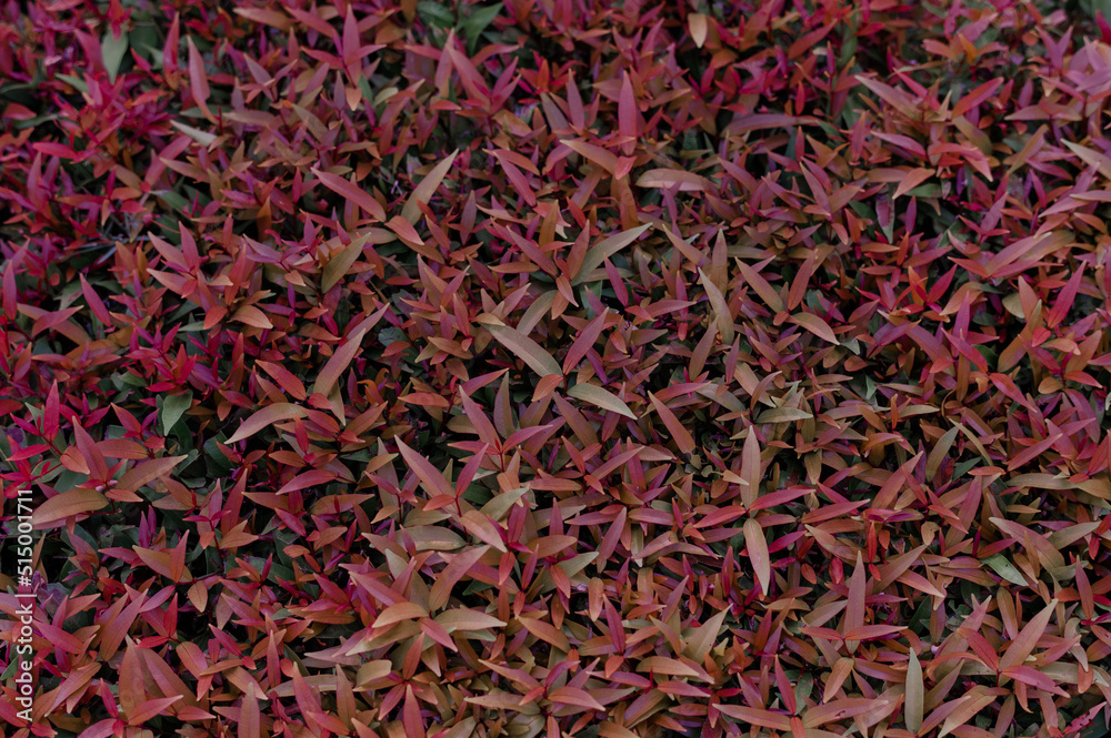 Close-up nature view of green leaves and flowers background. Flat lay. Tropical leaves. Used as background. Close-up nature view of green leaves and flowers background. Flat lay. Tropical leaves. Used as background.