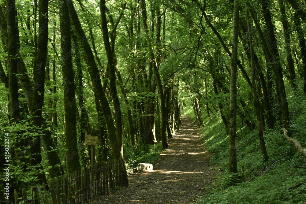 Obraz premium randonnée dans la forêt d'autoire