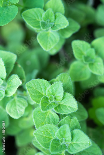 Fresh oregano in the garden.herb in nature