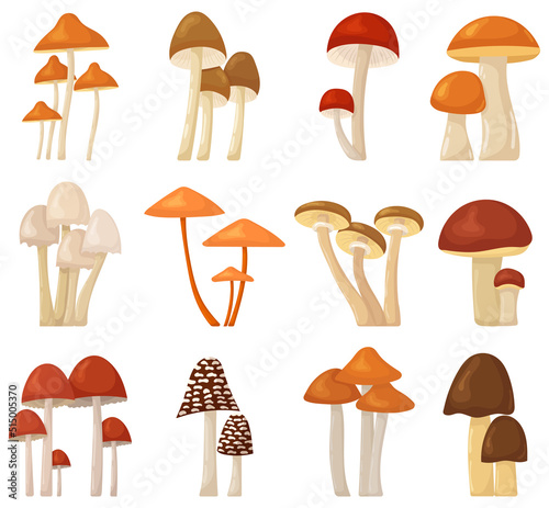 mushroom collection set in flat design isolated , vector