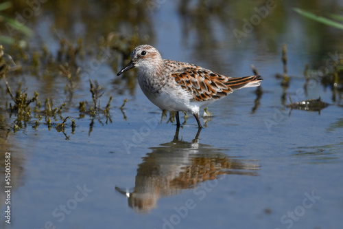 Zwergstrandläufer // Little Stint (Calidris minuta)