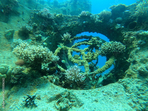 Coral reef and water plants in the Red Sea  Eilat Israel 