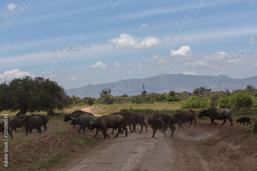 Herd of buffalos crossing the road in savannah. Nakuru national park, Kenya