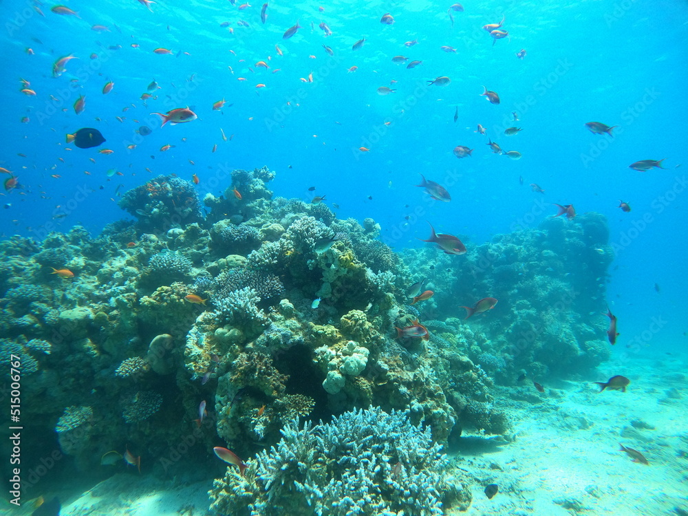 Spectacular Coral reef and water plants in the Red Sea, Eilat Israel Spectacular Coral reef and water plants in the Red Sea, Eilat Israel