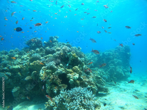 Spectacular Coral reef and water plants in the Red Sea, Eilat Israel © yeshaya
