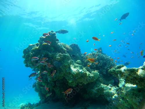 Spectacular Coral reef and water plants in the Red Sea  Eilat Israel