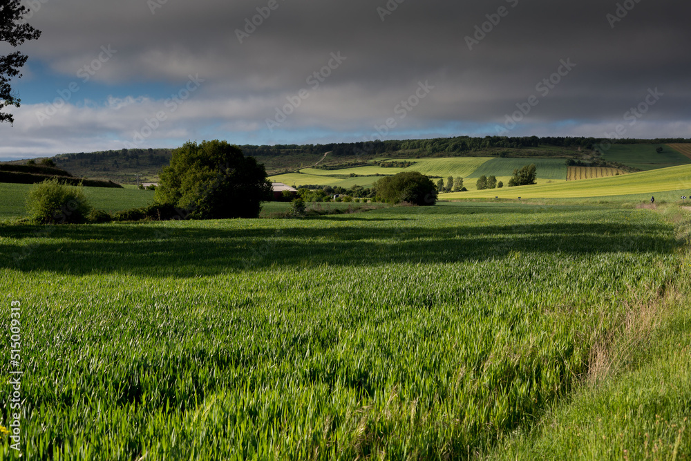Fields of Castile, Spain in Spring, near the city of Burgos.