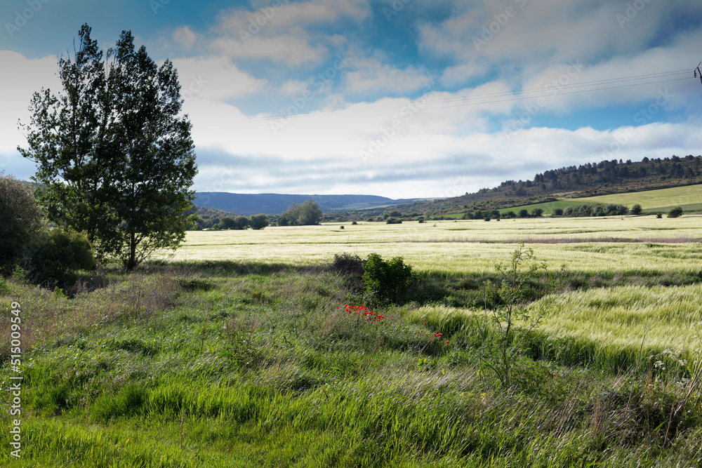 Green landscapes of Castilla, Spain in spring, pilgrims' passage area at the entrance to the city of Burgos.