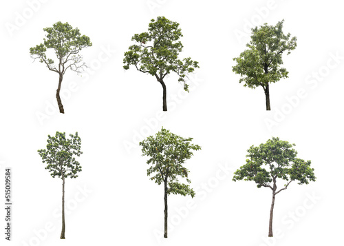 six trees on a white background isolated,clipping paths.