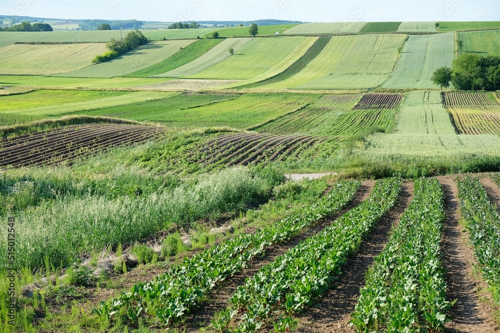 Colorful fields on hills around Kazimierza Wielka, Poland, Ponidzie, Swietokrzyskie