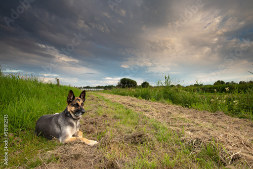 Close Up of German Shepherd Dog lying relaxed in the long fresh green grass in a Drenthe landscape during sunset with beautiful veil clouds and white bridge over the Rolderdiep at Anderen photo