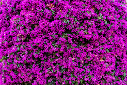 Bougainvillea Pink Pilar flowers. Wall decorated full with this beautiful plant.