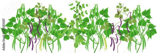 Border with bean and peas plants with leaves, green and purple beans isolated on white background