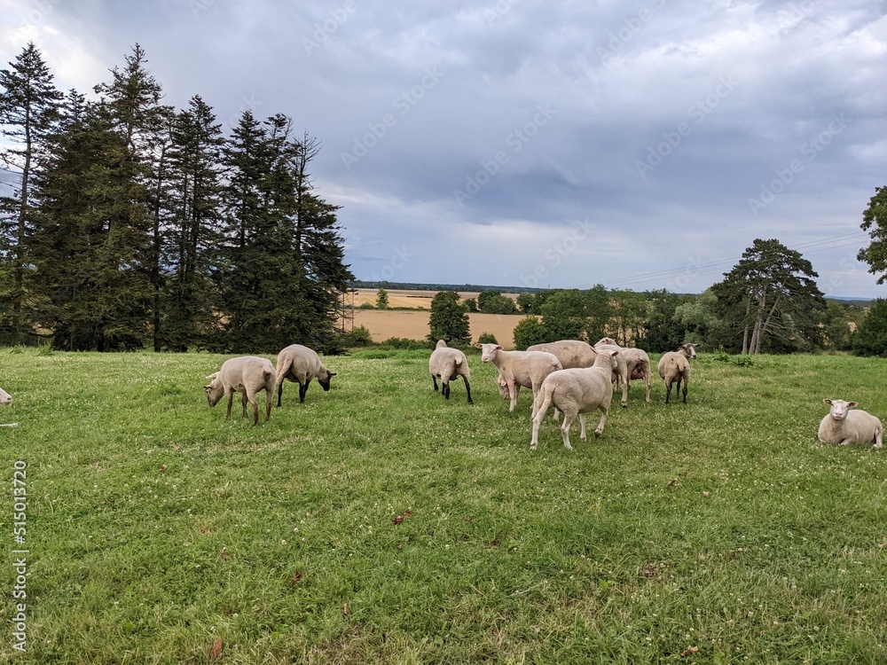 Sheep in Burgundy, France - June 2022