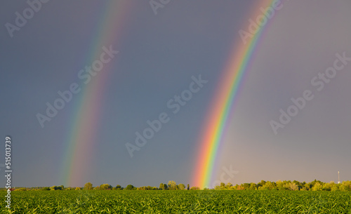Rainbow in summer sky over green corn field after rain. photo