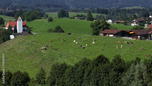 Naturnahe Weidehaltung im Allgäuer Alpenvorland nahe Rieden am Forggensee