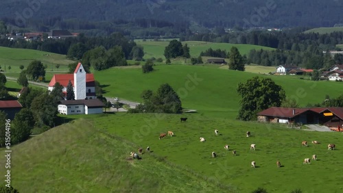 Glückliche Kühe auf einer saftigen Weide  im Ostallgäu
