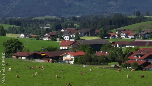 Weidewirtschaft mit Kühen im Allgäu nahe Rieden am Forggensee