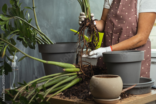Young woman transplanting a houseplant into a new flower pot in a modern kitchen. Gardener in white gloves wearing apron and taking care of home plants.