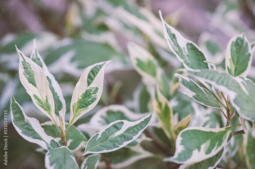 Abstract nature background with green plant leaves Abstract nature background with green plant leaves