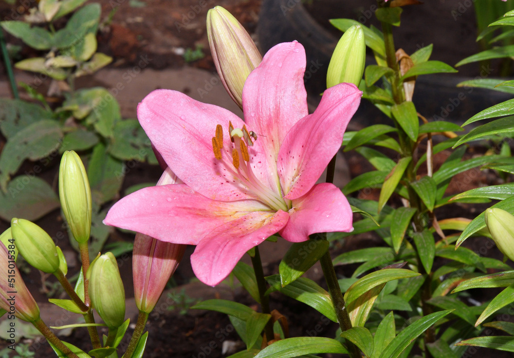 Flower Lily Asian hybrid varieties Demeter light pink after rain in the summer garden Flower Lily Asian hybrid varieties Demeter light pink after rain in the summer garden