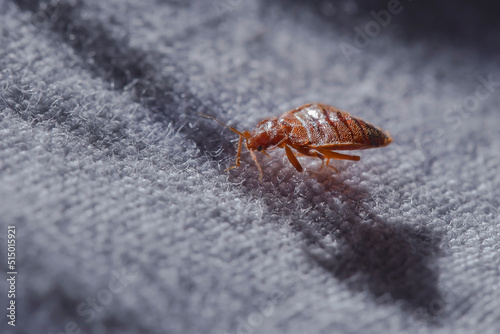 Foto Bed bug Cimex lectularius at night in the moonlight on a bed linen